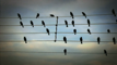 Birds On The Wires